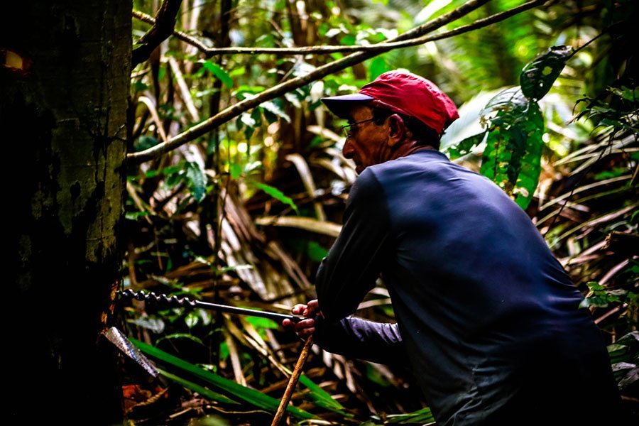 The tool used in copaiba oil extraction.