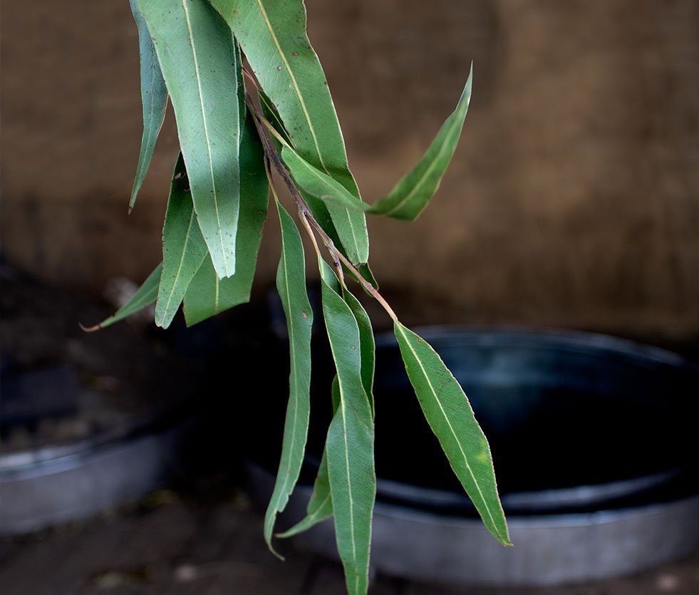 Eucalyptus Citriodora | Essential Oil
