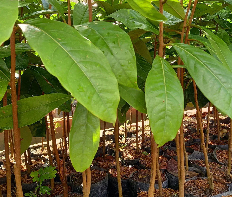 Rosewood | Essential Oil