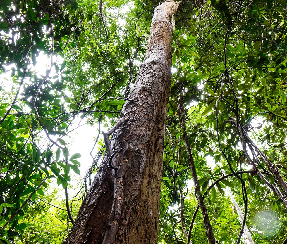 Rosewood | Essential Oil