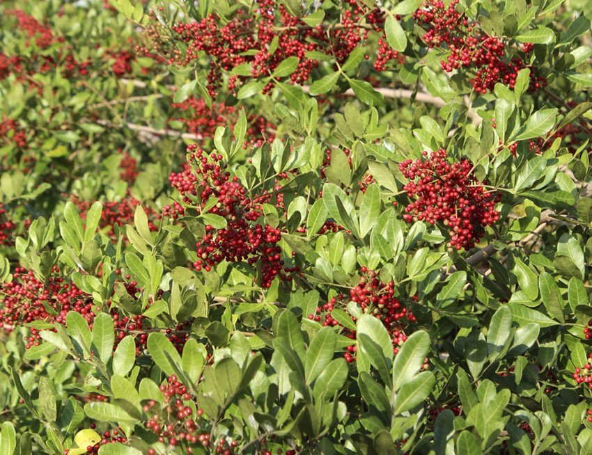 Common along the Brazilian coast, the pink pepper tree is easily adaptable to different habitats