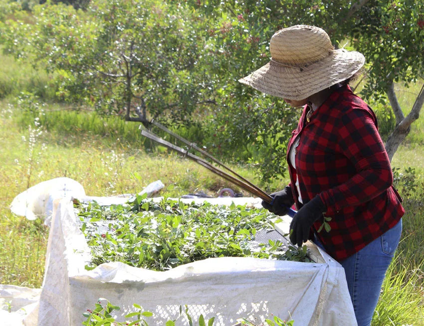 Pink Peppercorn harvest is carried out by hand and in a natural way