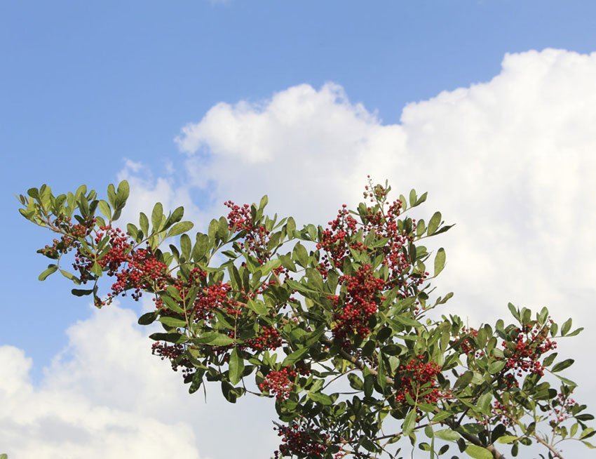 Pink Pepper tree is widely used for reforesting degraded areas and riparian forests