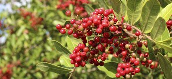 Pink Peppercorn: some information about | Essential Oils