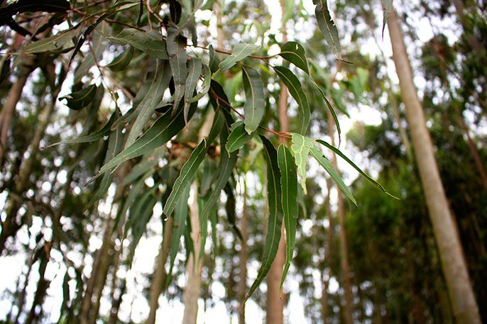 Some information about Eucalyptus Citriodora