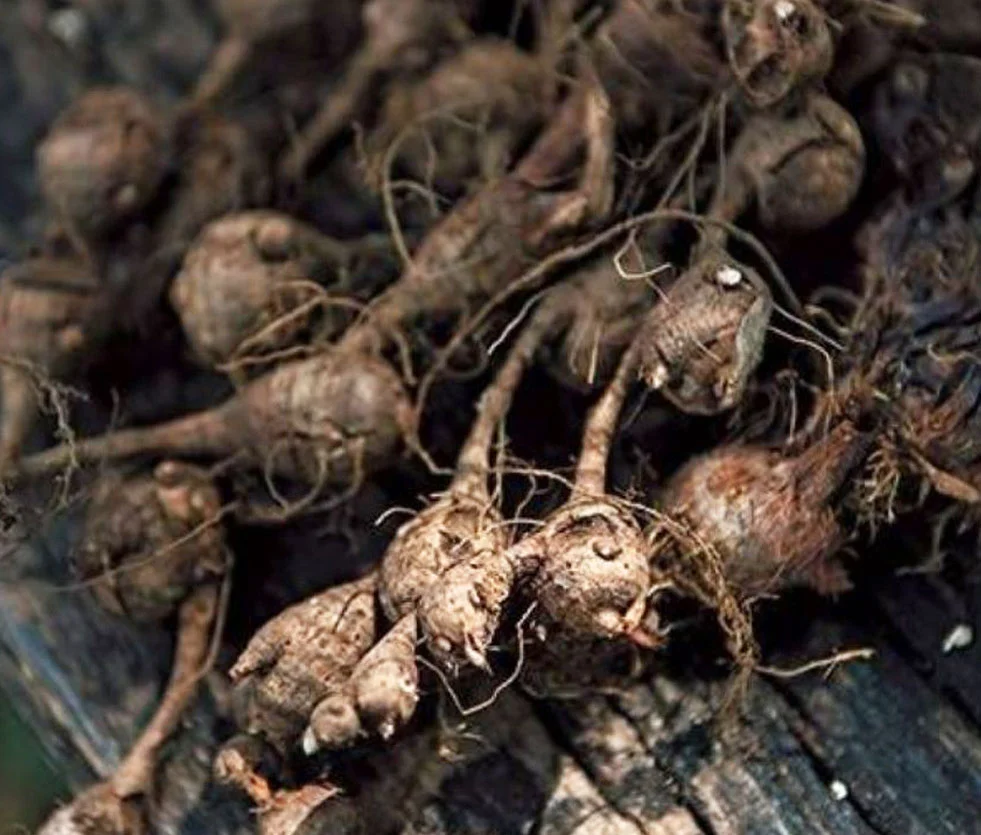 Priprioca | Essential Oil