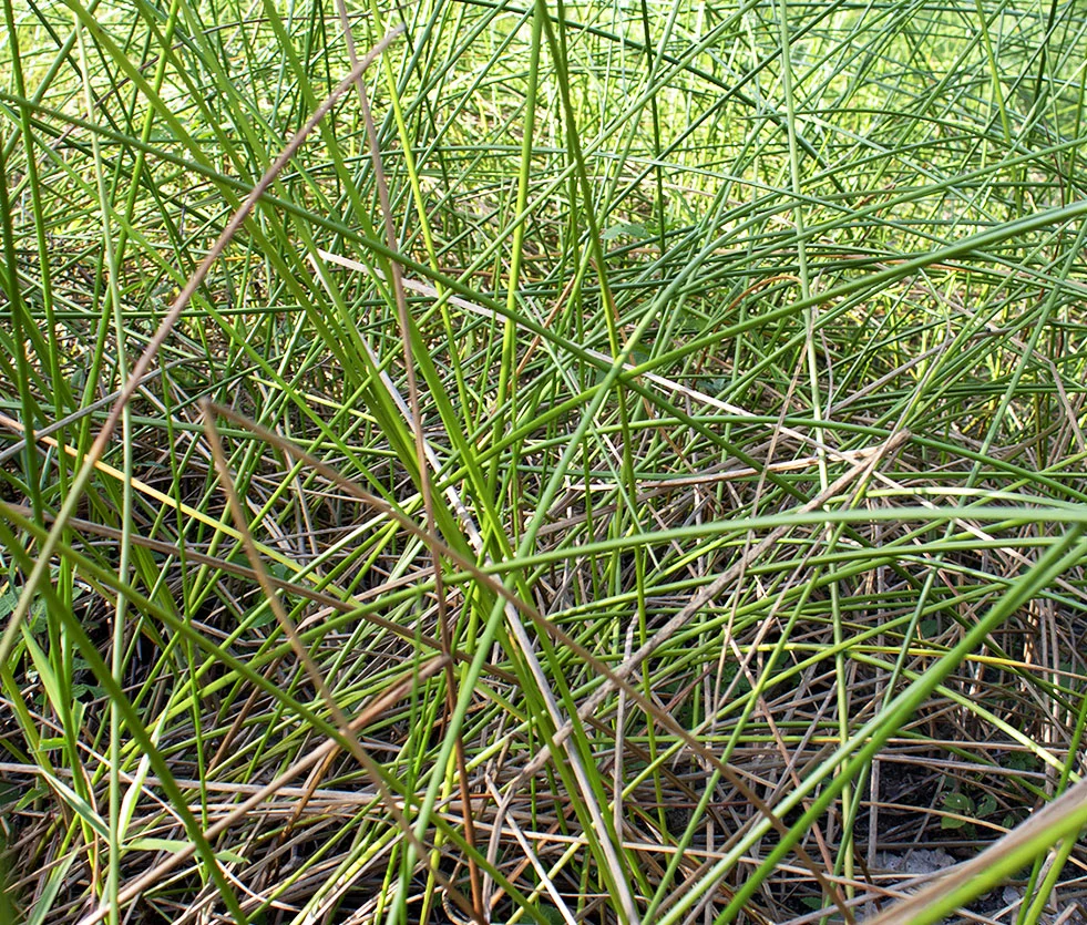 Priprioca | Essential Oil