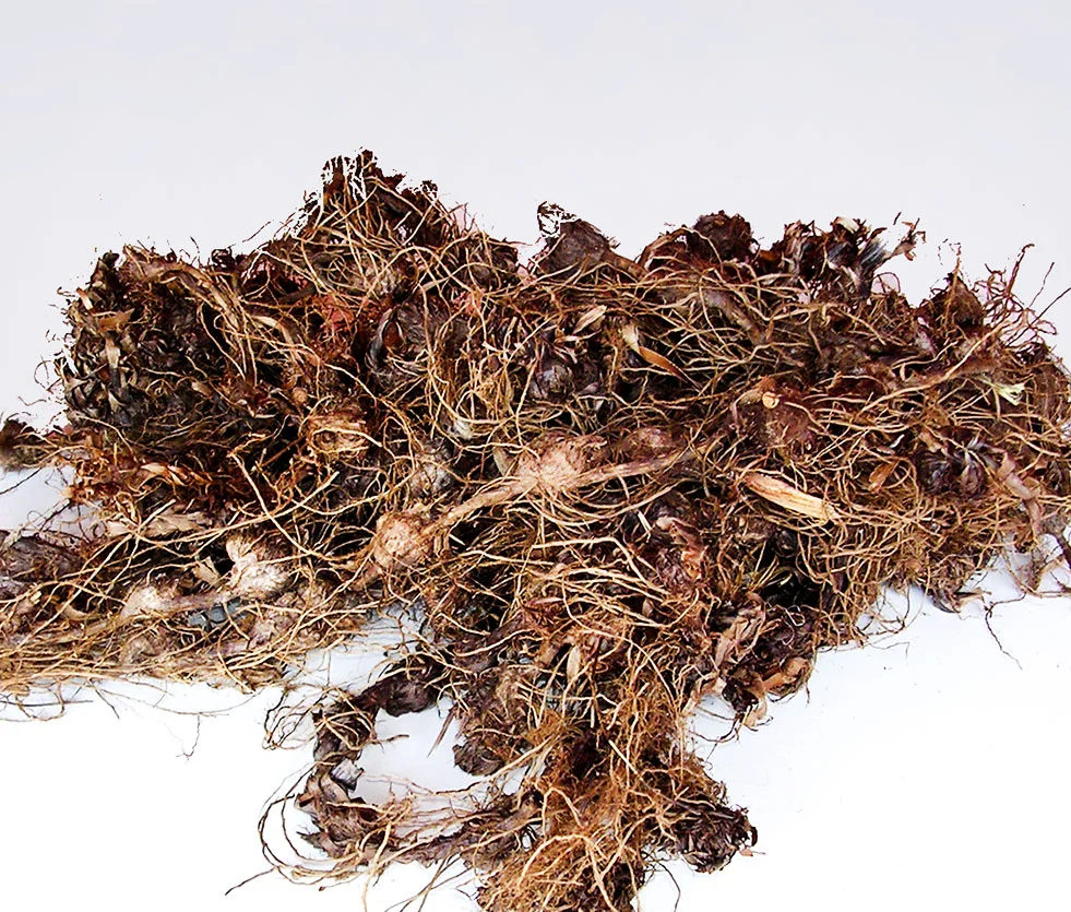 Priprioca | Essential Oil